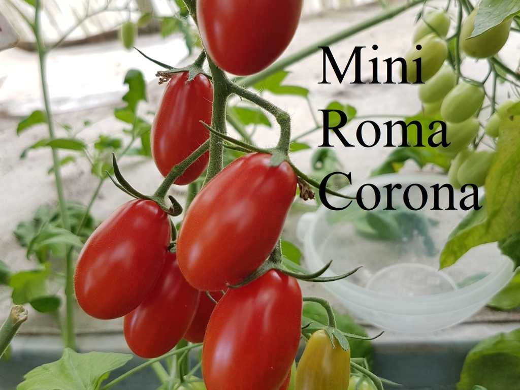 Mini Roma Corona